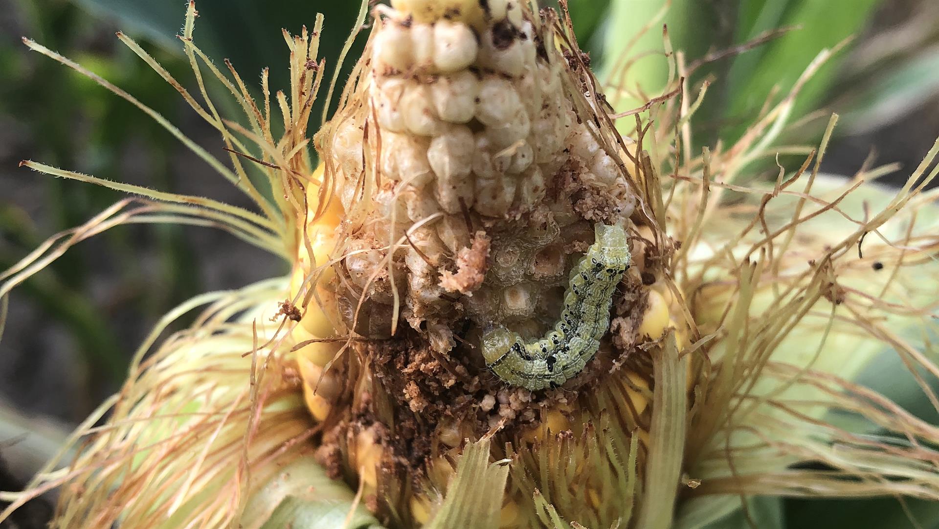 Cómo la temperatura del suelo puede predecir la propagación de una plaga