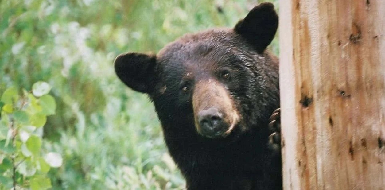 VIDEO: Dramática pelea entre un oso y un escalador en una montaña de Japón