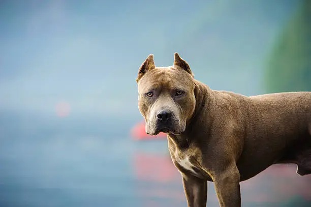 Furia incontrolable: Dos pitbulls devoraron a una anciana en Denver