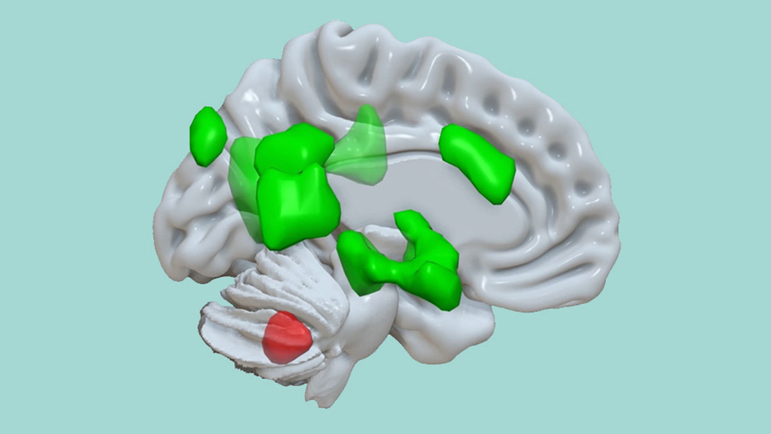 Descubren que el cerebelo desempeña un papel importante en el recuerdo de las experiencias emocionales