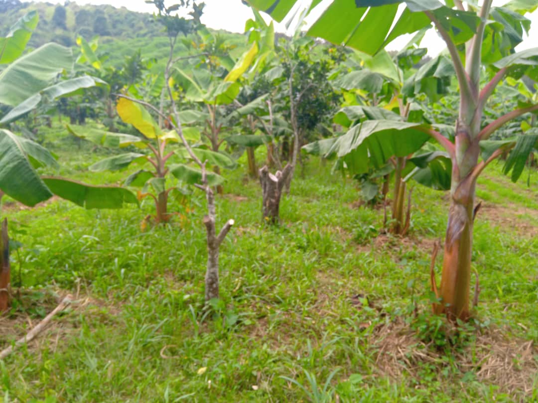 Dragón amarillo, plaga que desnudó la incompetencia chavista y secó a citricultores de Yaracuy