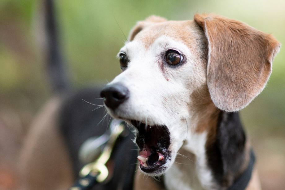 El motivo por el que no debes dejar que tu mascota te vea teniendo sexo