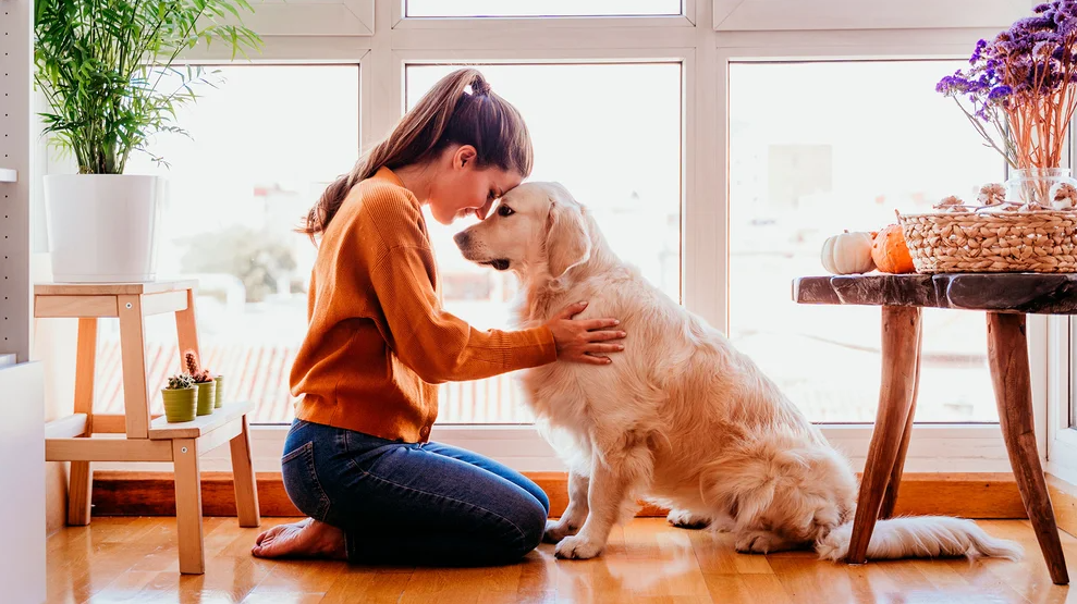 Cómo los perros perciben lo que sentimos los humanos