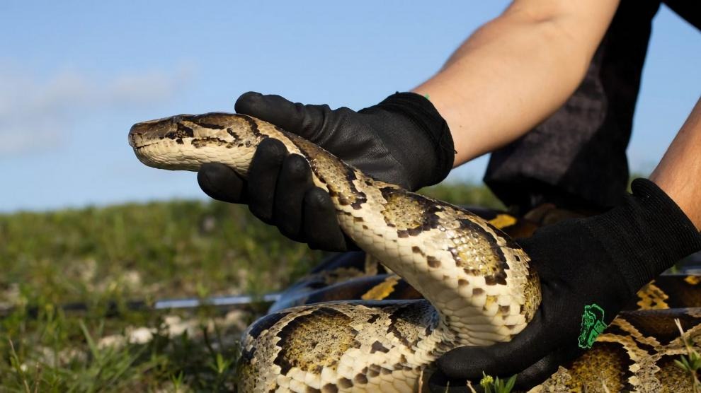 El concurso más extraño de Florida: Matan más de 230 pitones y esta es la curiosa razón