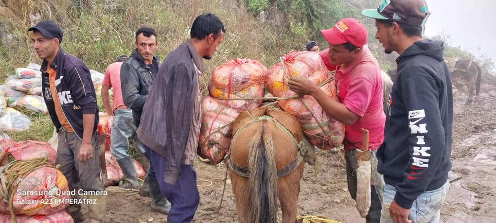 Mérida: ante colapso de vías por derrumbes, habitantes se trasladan en mulas hacia zonas incomunicadas