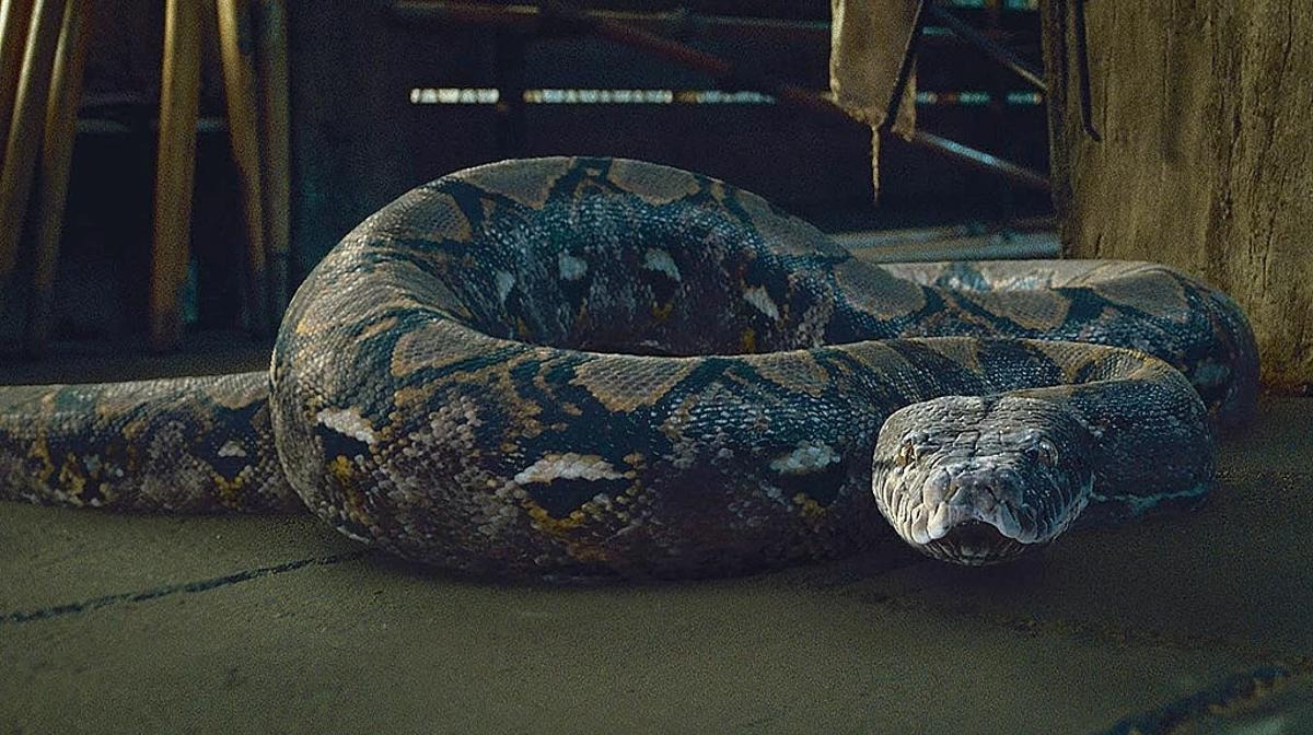 Así es Nagini, el tardígrado “indestructible” nombrado en honor a un personaje de Harry Potter