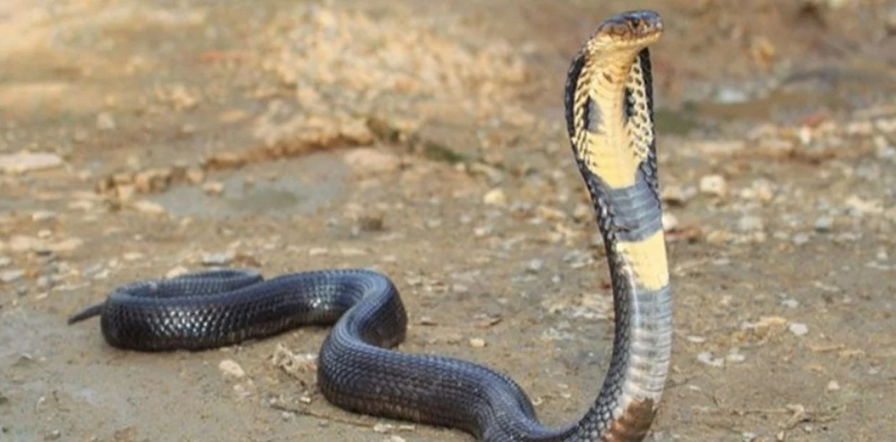 Niño mordió a una cobra que lo atacó y mató a la serpiente