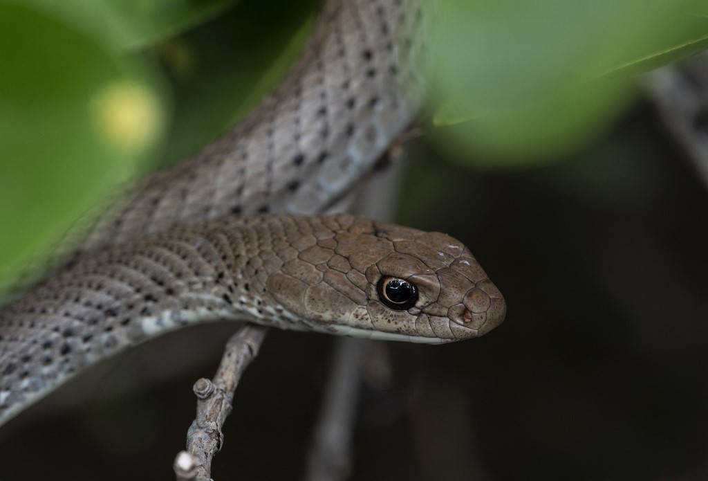 “La peor pesadilla”: una mujer encontró una serpiente venenosa de casi dos metros en su cama