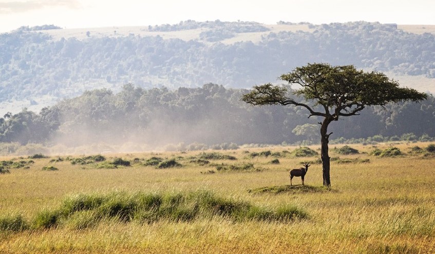 Estudio sitúa el origen de la sabana en la debilidad de los árboles tropicales