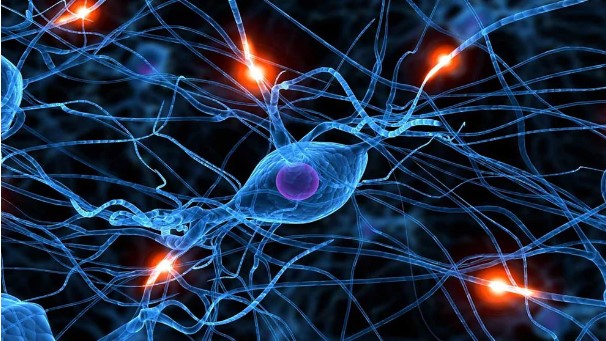 Un nuevo modelo de neuronas reales podría mejorar la inteligencia artificial