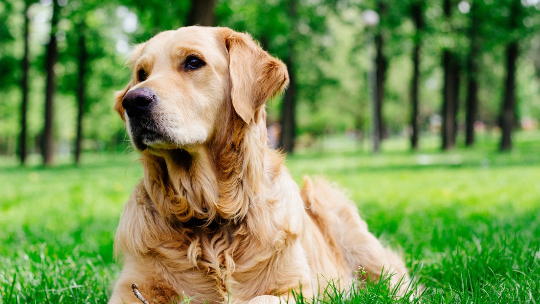 Perro salvó a su dueño y muere días después en un refugio de animales al ser separado de él