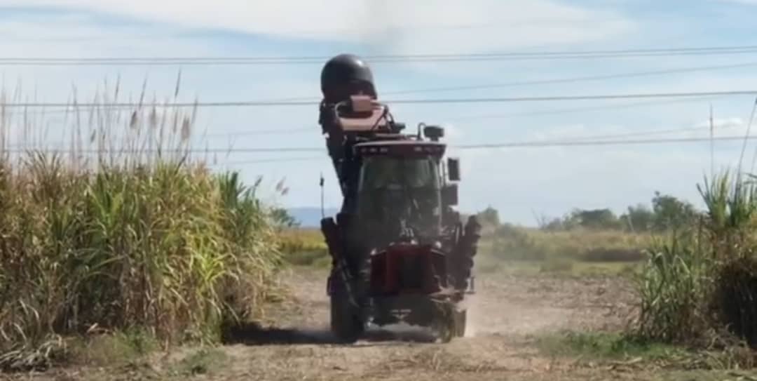 Productores de caña de azúcar en Carabobo iniciaron 2023 sin insumos ni financiamiento