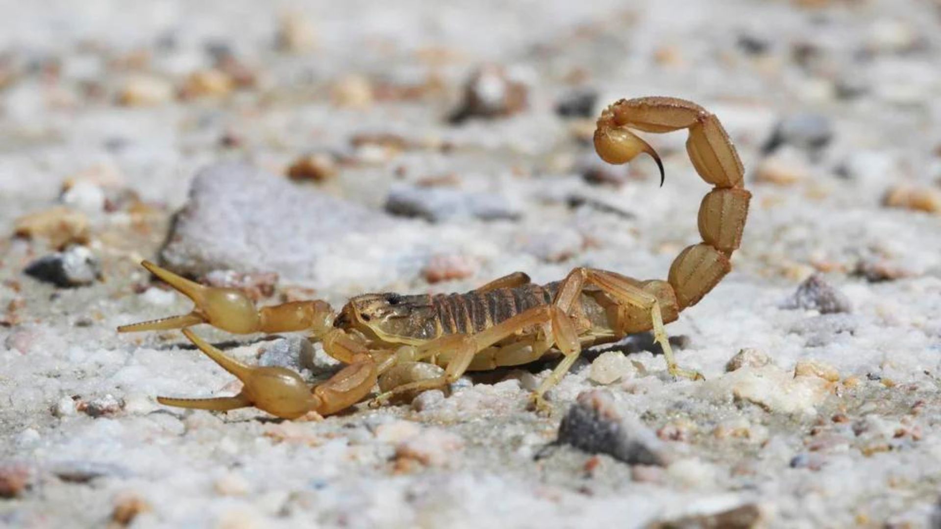 Investigadores descubrieron una nueva especie de alacrán en playas de México