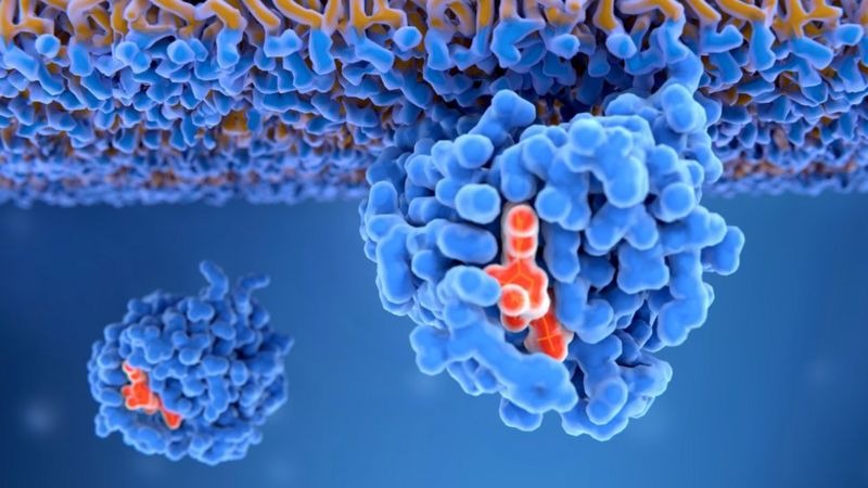 Kras, la proteína “maldita” del cáncer que es el objetivo de las investigaciones para los tratamientos modernos