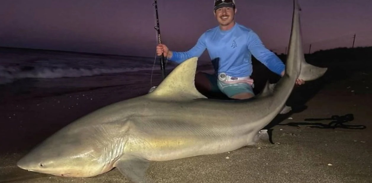 Pescador capturó en Miami Beach un enorme tiburón toro y luego realizó un inusual acto