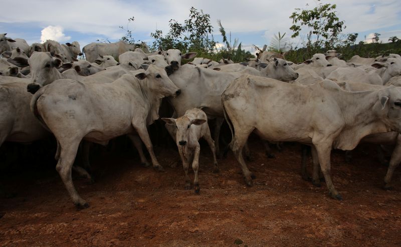 Brasil investiga un posible caso de vacas locas