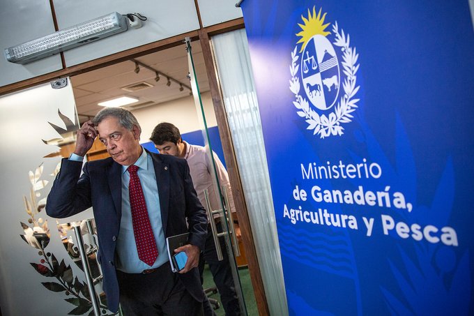 Uruguay decretó emergencia sanitaria por la aparición de gripe aviar