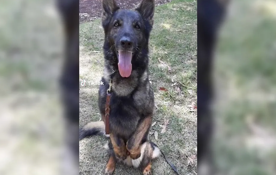 “Cumpliste la misión”: Murió “Proteo”, heroico perro rescatista del Ejército Mexicano que fue a Turquía