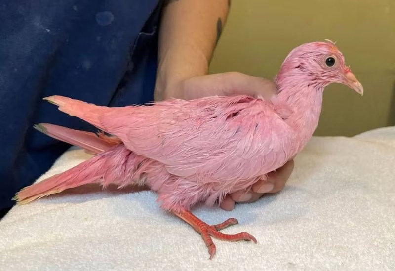 Rescatan a una paloma rosa en Nueva York y descubren la terrible razón