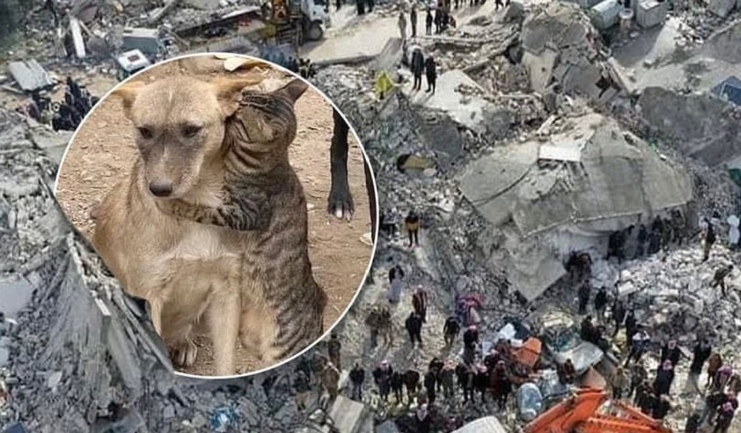 Conmovedor: El abrazo entre un gato y un perro luego de ser rescatado tras terremoto en Siria (Fotos)