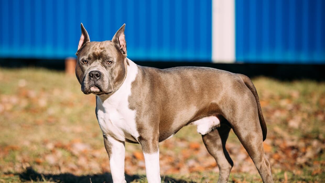 “Una escena horrenda”: Dos perros de pelea matan a un anciano y hieren gravemente a su esposa en Texas