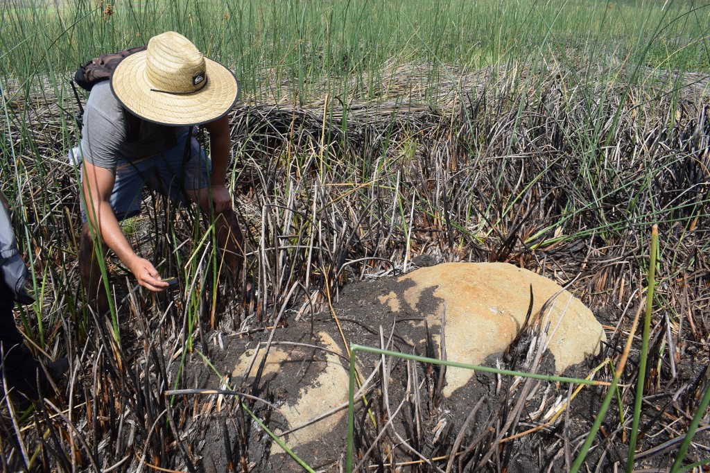 Descubren nuevo moái en el lecho de una laguna seca en la Isla de Pascua (Fotos)