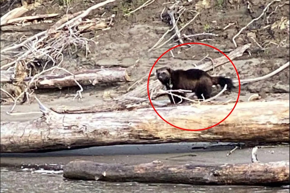 FOTOS: Pescaban en un río de Oregón y vieron a un animal que los dejó atónitos