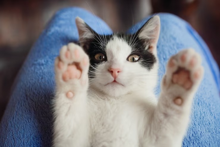 “Por curiosa”: Joven se llevó una desagradable sorpresa al ver lo que encontró su gato (VIDEO)