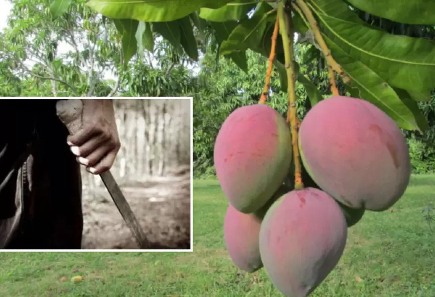 ¡Indignante! Hombre cogió a machetazos a un niño por robarle un mango de su finca