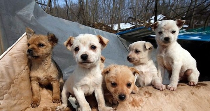 Rescató a 200 perros que iban a ser vendidos a un restaurante