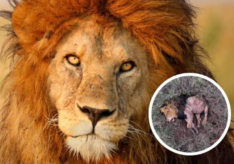 Muere el león “más fotogénico” de África atacado por rivales jóvenes