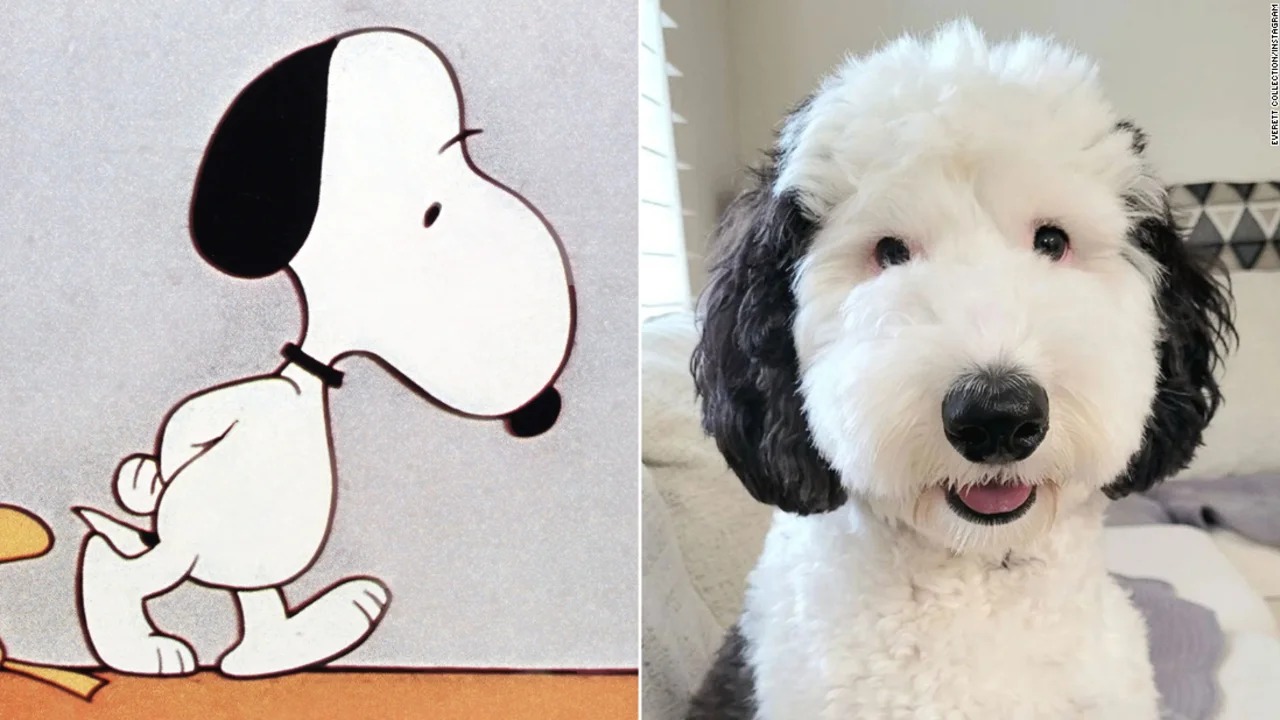 ¡Snoopy es real! Conoce a Bayley, la perrita de EEUU que se parece al popular dibujo animado