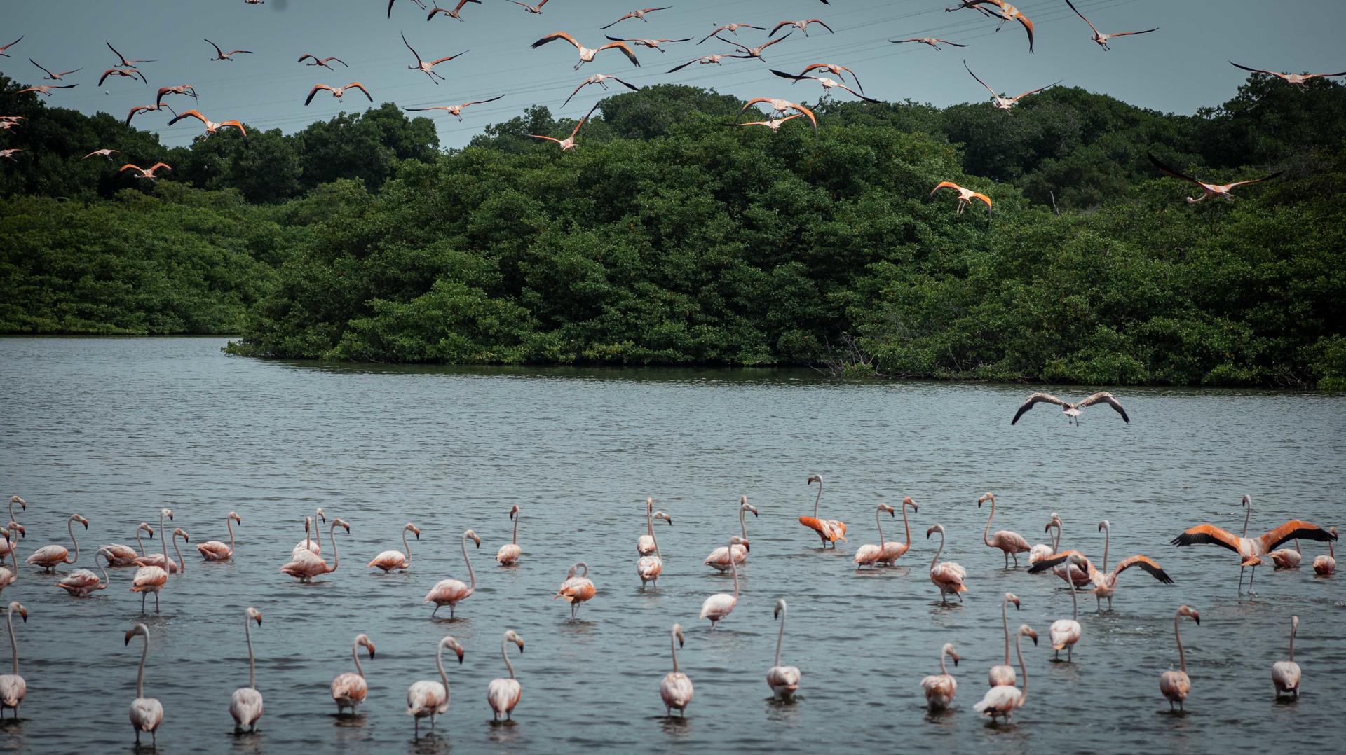 La caza e ingesta de flamencos en Venezuela, una “tradición” ilegal y cuestionada