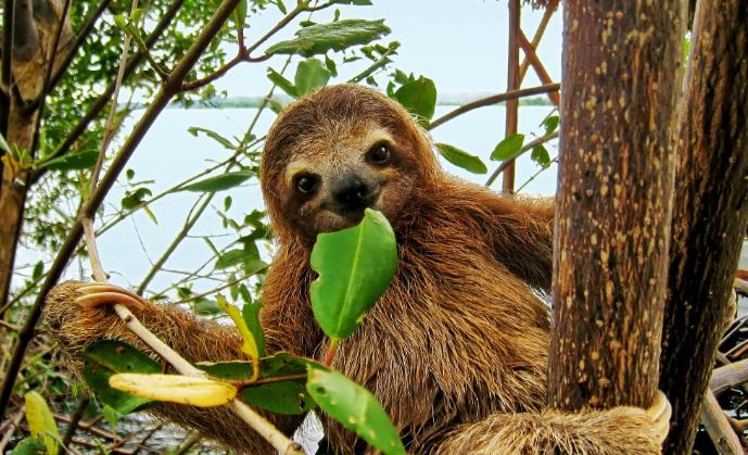 Perezosos de Costa Rica abren nueva vía hacia los antibióticos del futuro