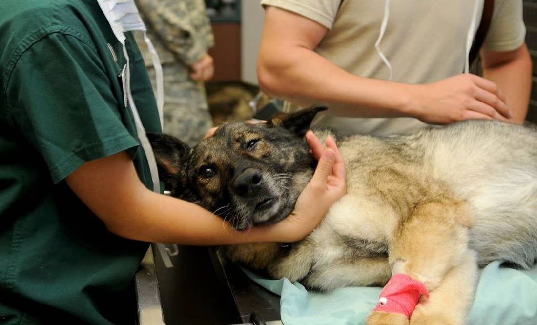 Toma nota: Cuánto gana un veterinario en Estados Unidos por hora en 2023