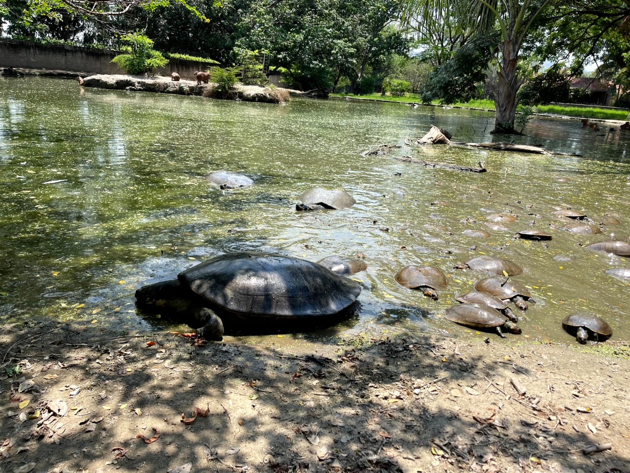 Zoológico Leslie Pantin, un legado familiar para la preservación de la fauna venezolana