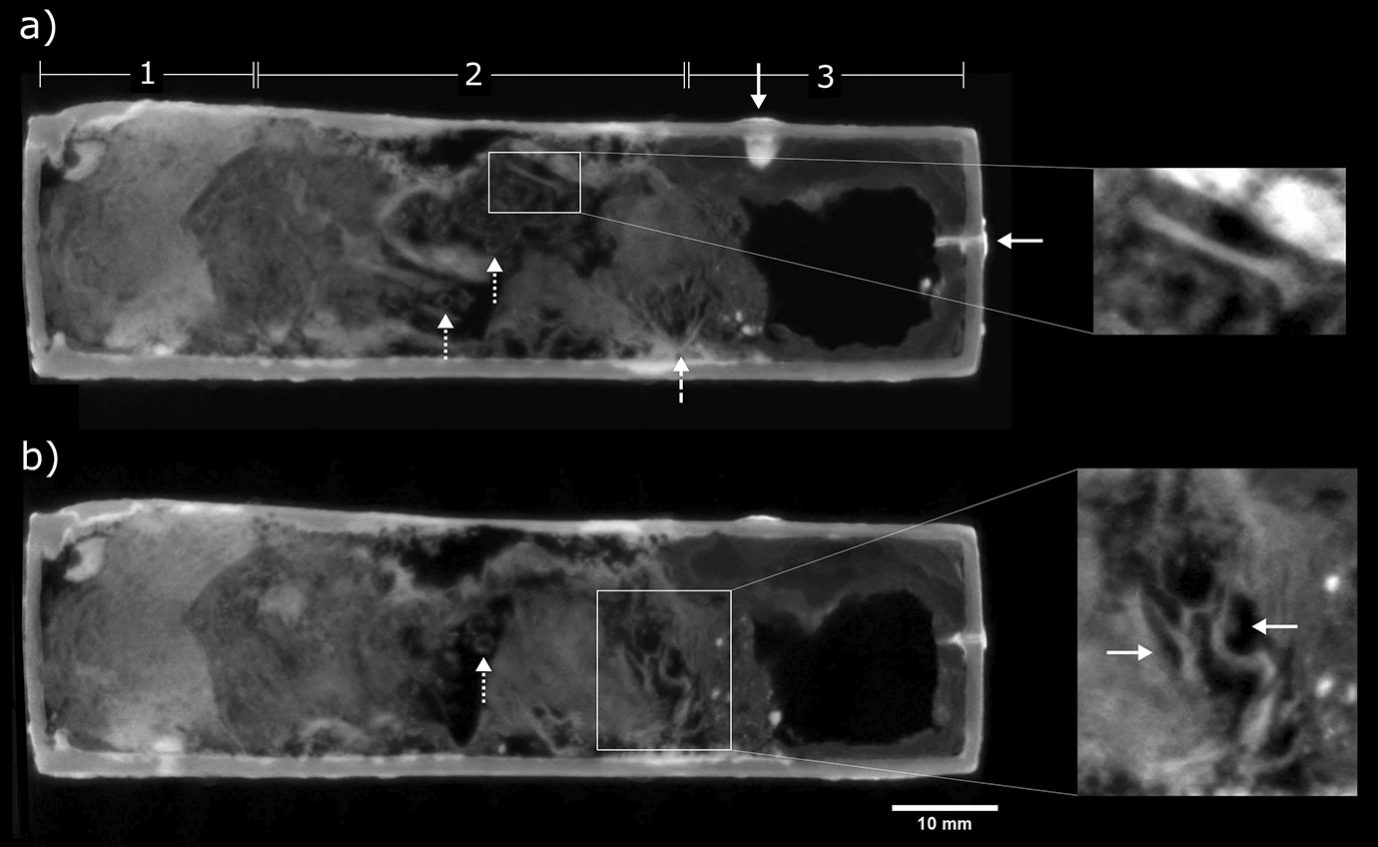 ¿Cuáles son los secretos de los ataúdes de animales momificados en Egipto?