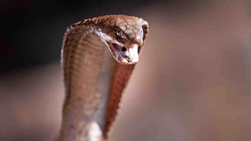 ¡Serpiente en avión! Piloto aterrizó con una cobra venenosa enroscada en sus pies