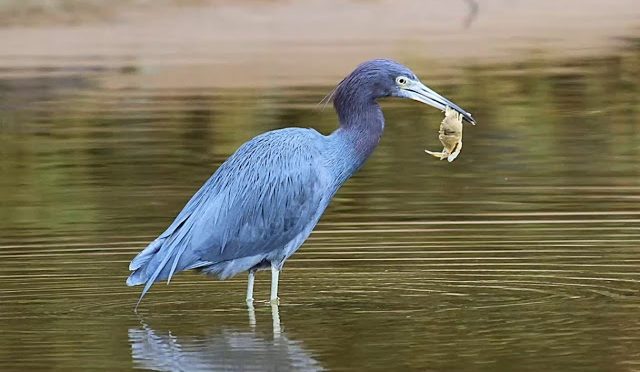 Sujeto perverso cortó las patas de una garza azul y la acuchilló frente a sus hijos en Florida