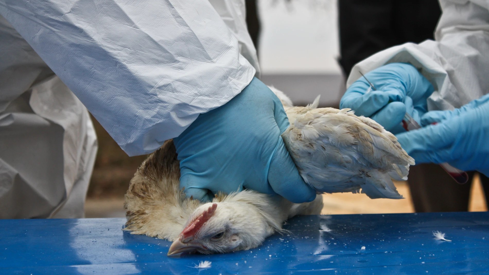 Virus H5N1, ¿el próximo candidato a causar una pandemia mundial?