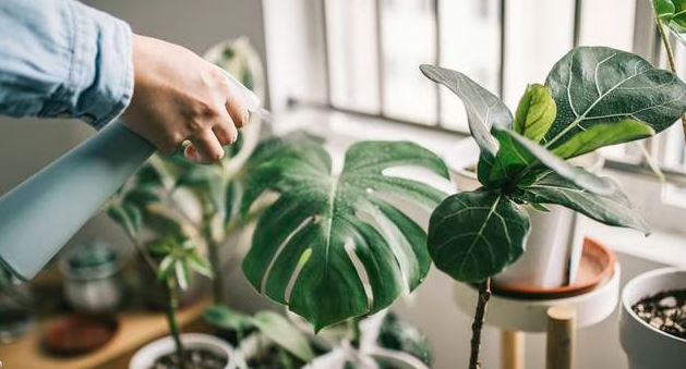 Las plantas estresadas emiten sonidos que se detectan a más de un metro