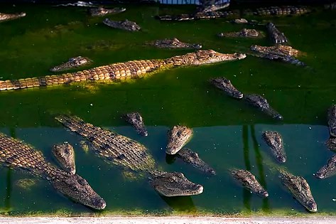 Muere un hombre despedazado por 40 cocodrilos en su granja de Camboya