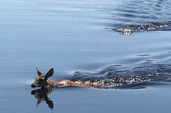 Cocodrilo persigue a venado en refugio silvestre de Florida: Una película de suspenso de la vida real