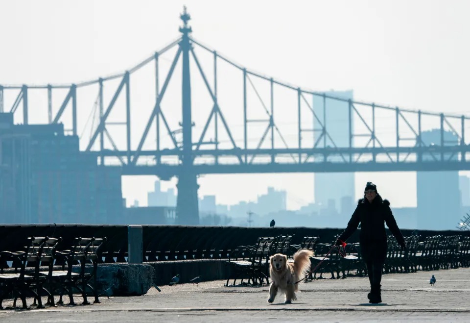 Las mascotas también consumen marihuana en Nueva York