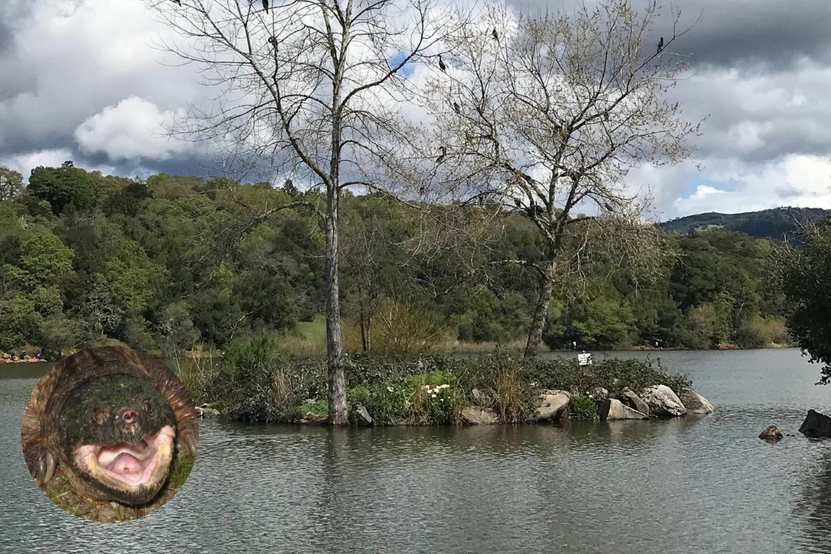 VIDEO: Vio una criatura gigante y prehistórica en un lago de California y quedó desconcertado