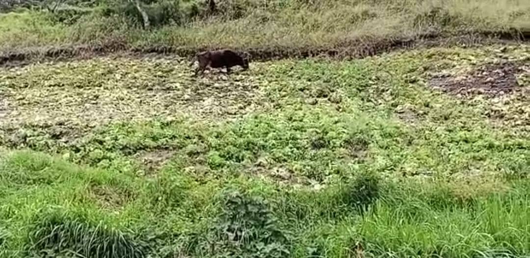 Emergencia en el sector agrícola de Mérida: se pierden cosechas por falta de combustible (VIDEO)