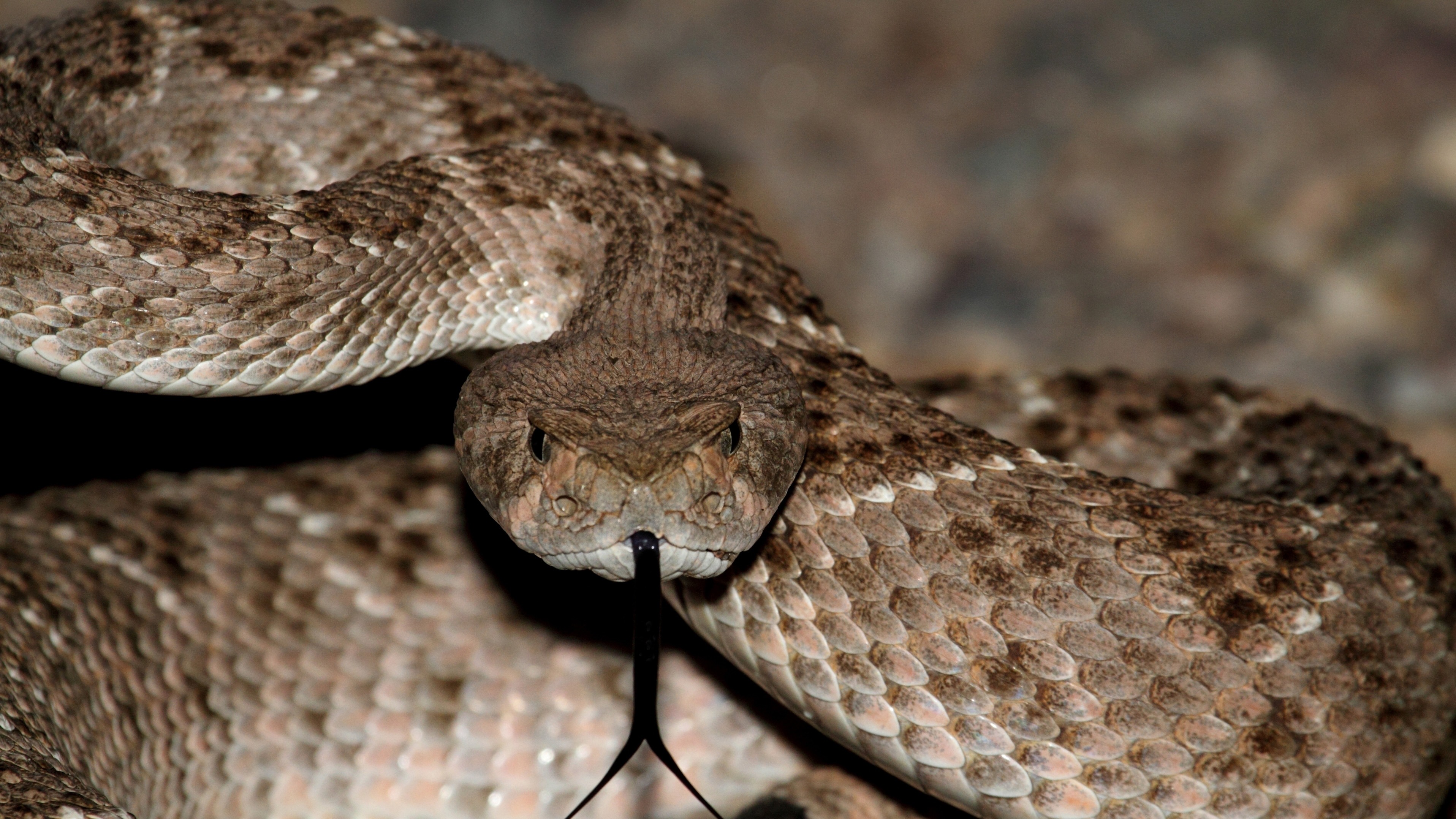 ¡Serpiente a bordo! El pánico se apoderó de bañistas en Arizona cuando reptil saltó del mar hacia el bote (VIDEO)