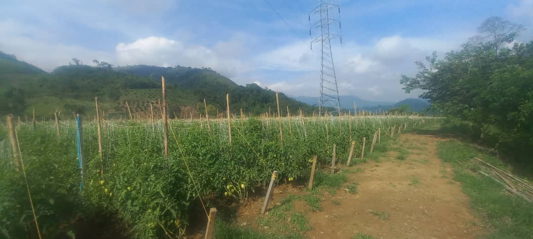 Agricultores de Táchira ahogados por el contrabando colombiano y los ferieros “mala pagas”