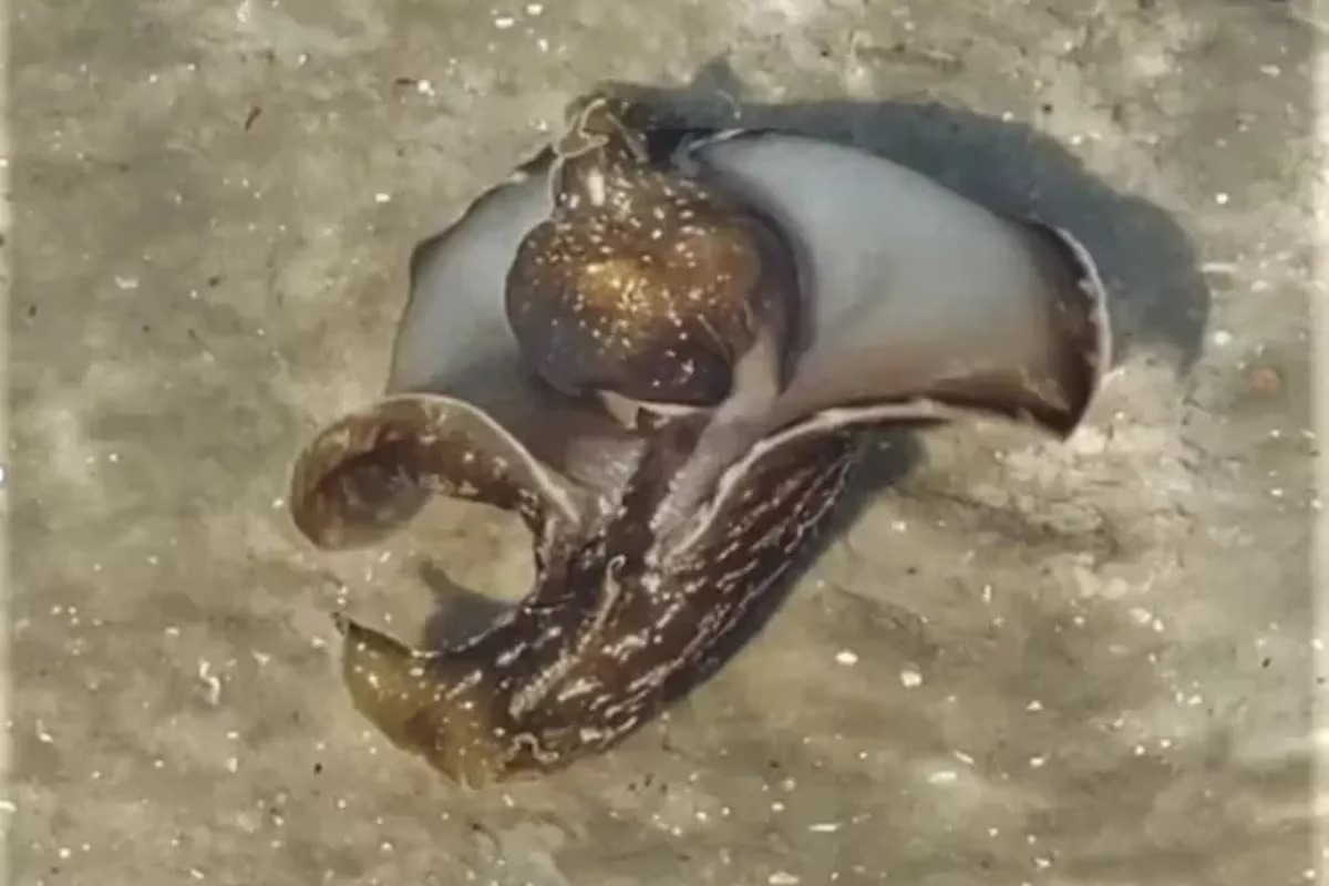 VIDEO: Vieron una extraña criatura que nadaba en un lago de Carolina del Sur y nadie logró identificarla