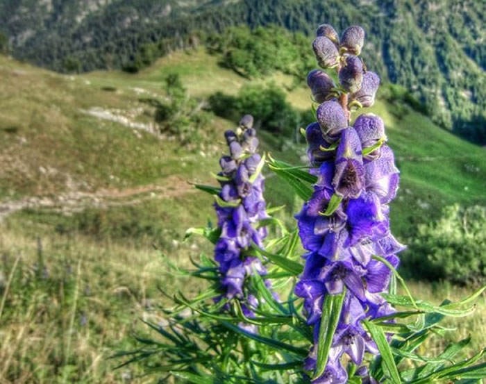 Confundió una planta y casi muere tras comerla: Era la más tóxica de toda Europa